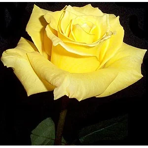 Роза "Золотая амазонка"(Golden amazone)