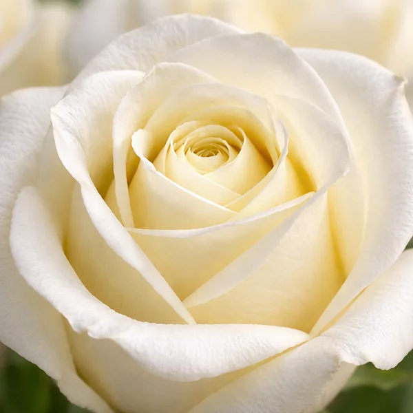 Высокие белые розы (70 см)